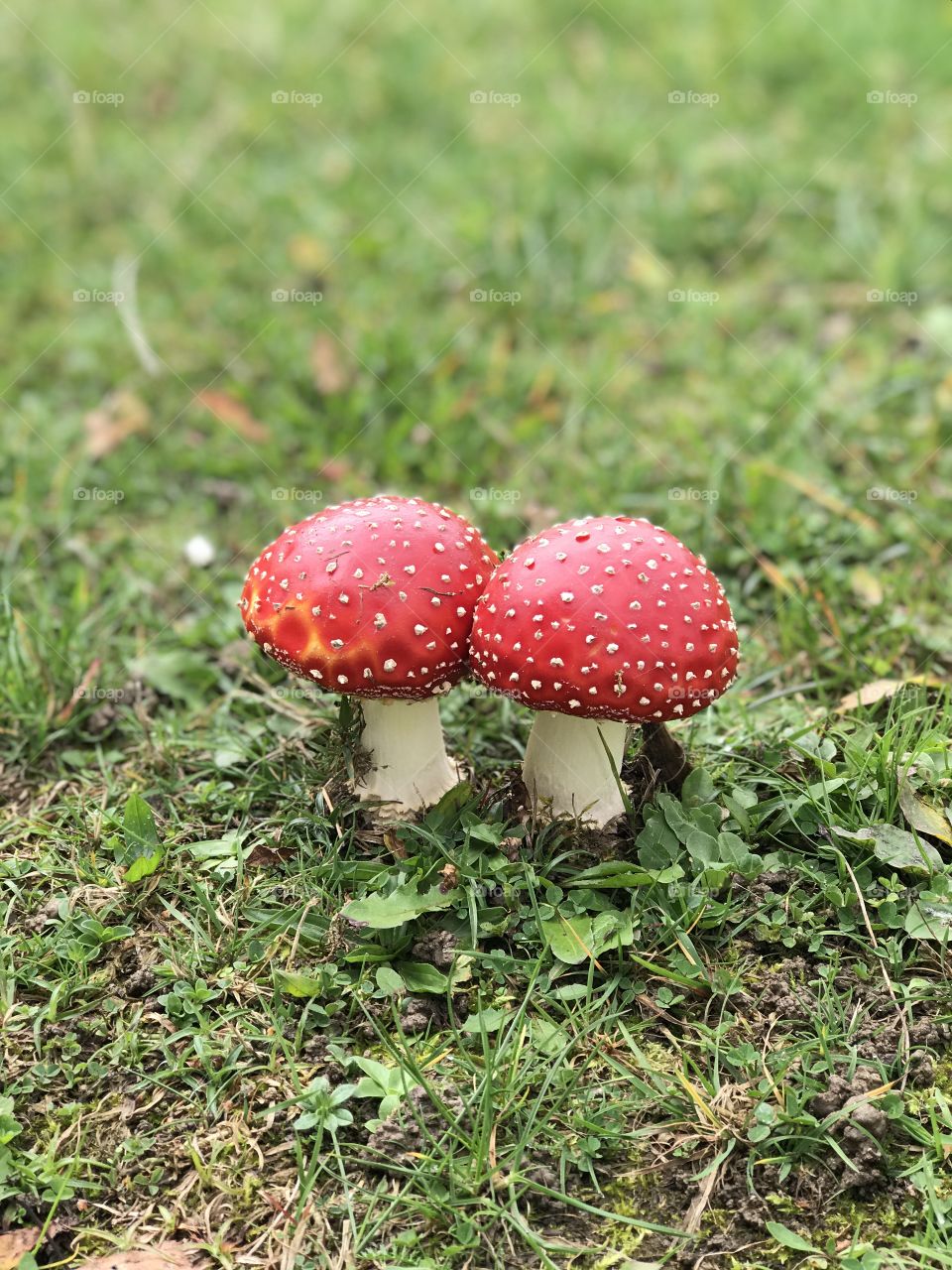 Mushroomies