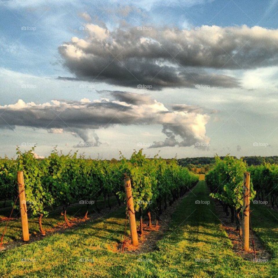 Vineyard in New York State 