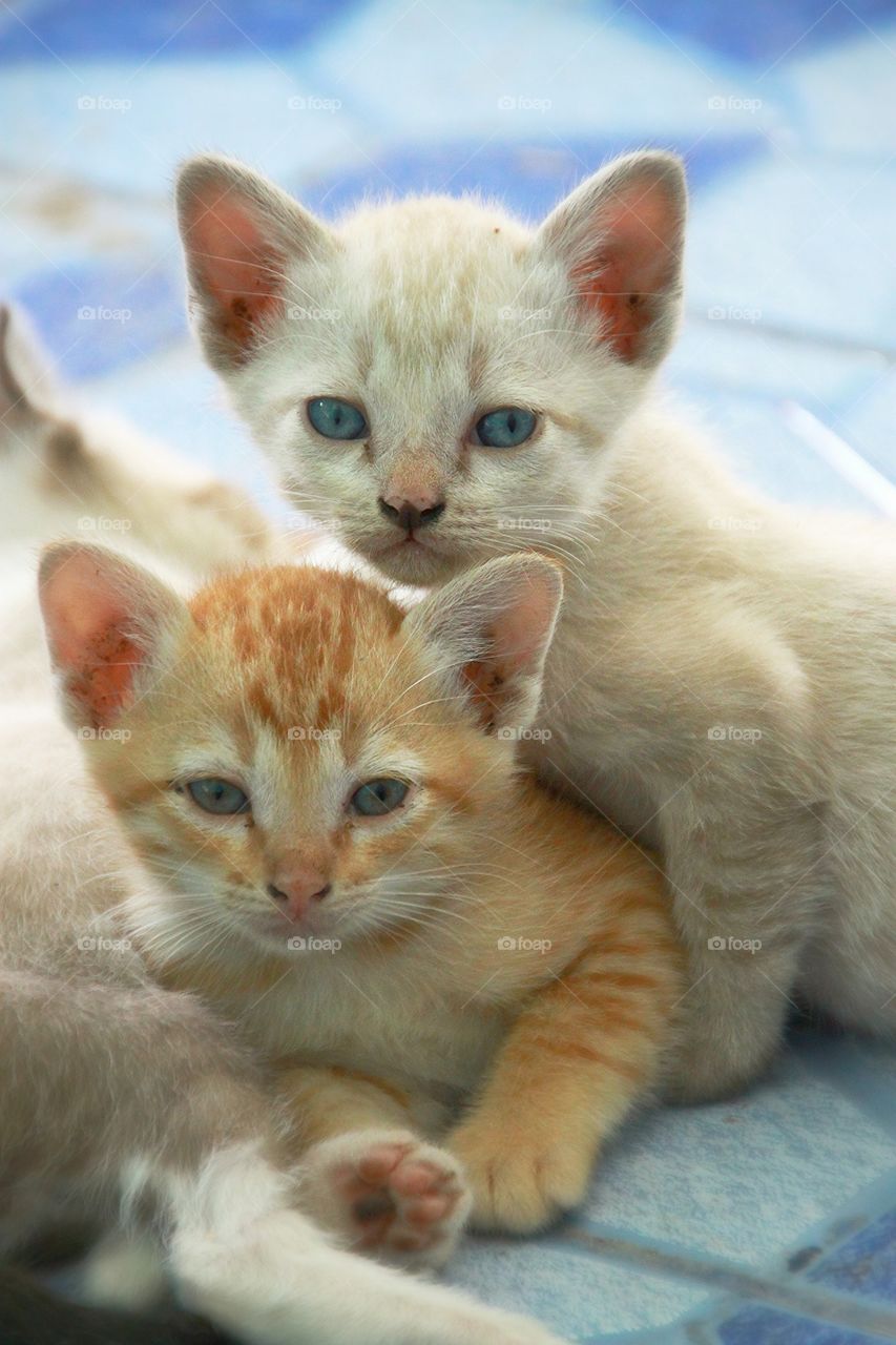 Cute Kittens.