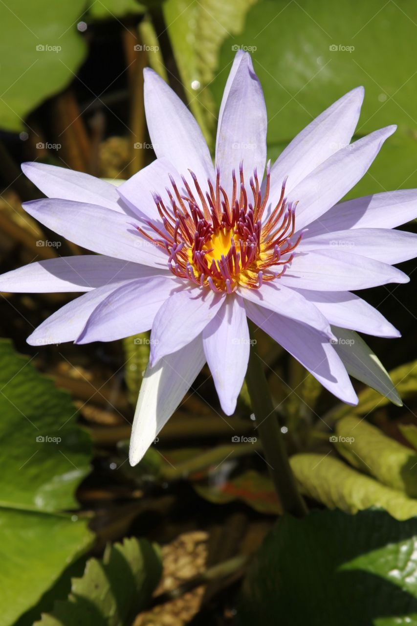 Grand cayman Botanical