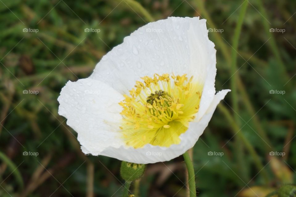 Water droplets on white and yellow flower.  Photo taken outside at La Paz Airport in Bolivia.