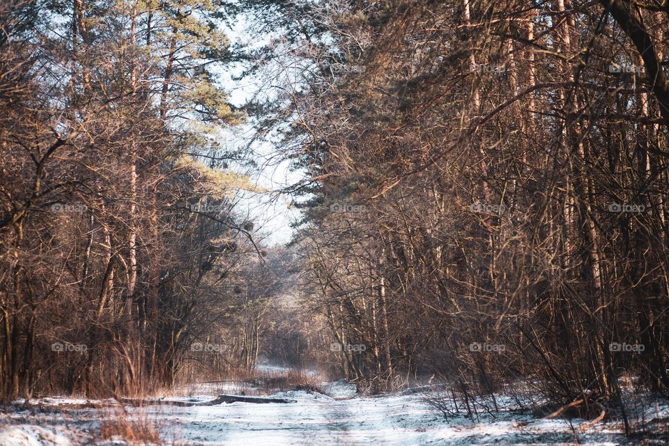 Winter forest 