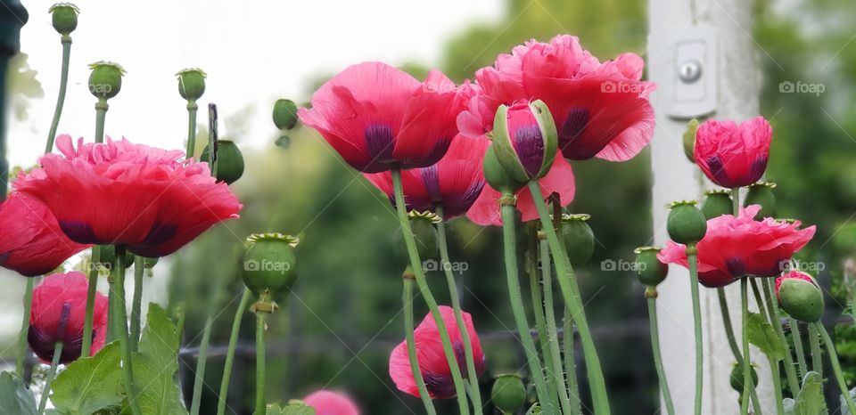 Poppy flowers