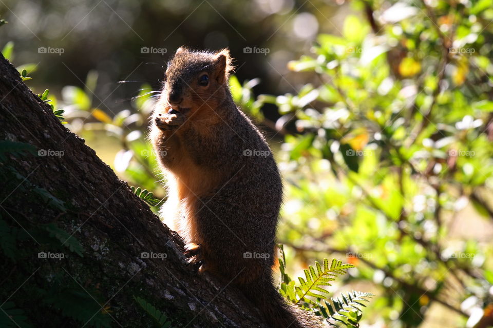 Squirrel on tree trunk
