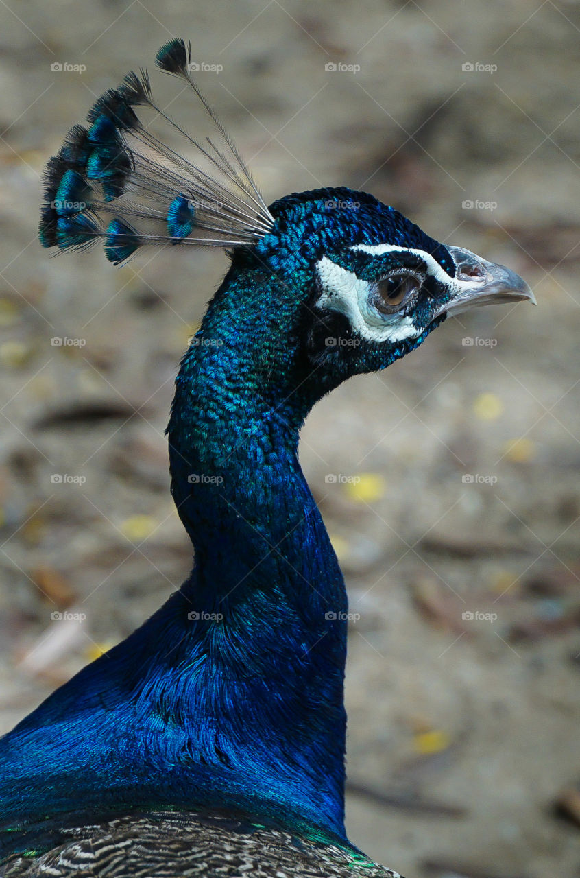 peacock