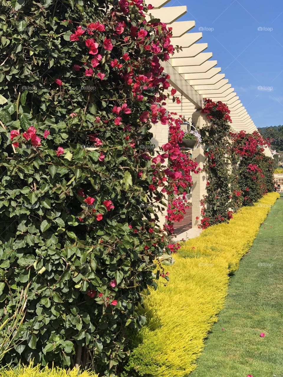 Flowers at Pebble Beach Shops