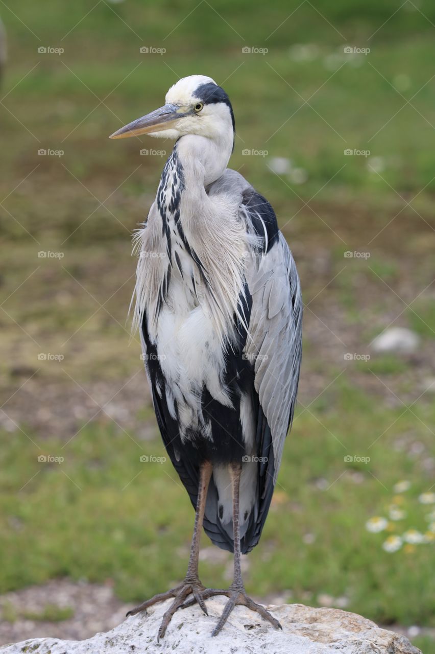 Gray heron