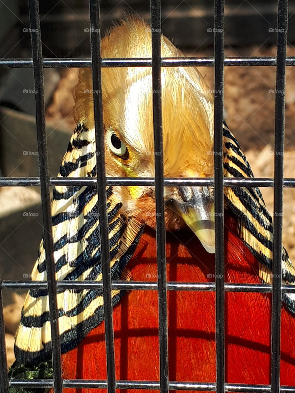 Gold Pheasant.