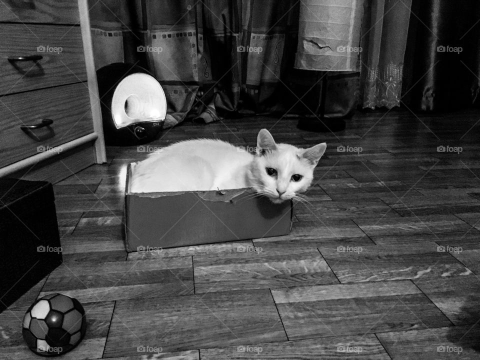 The cutest white cat in the box. 
