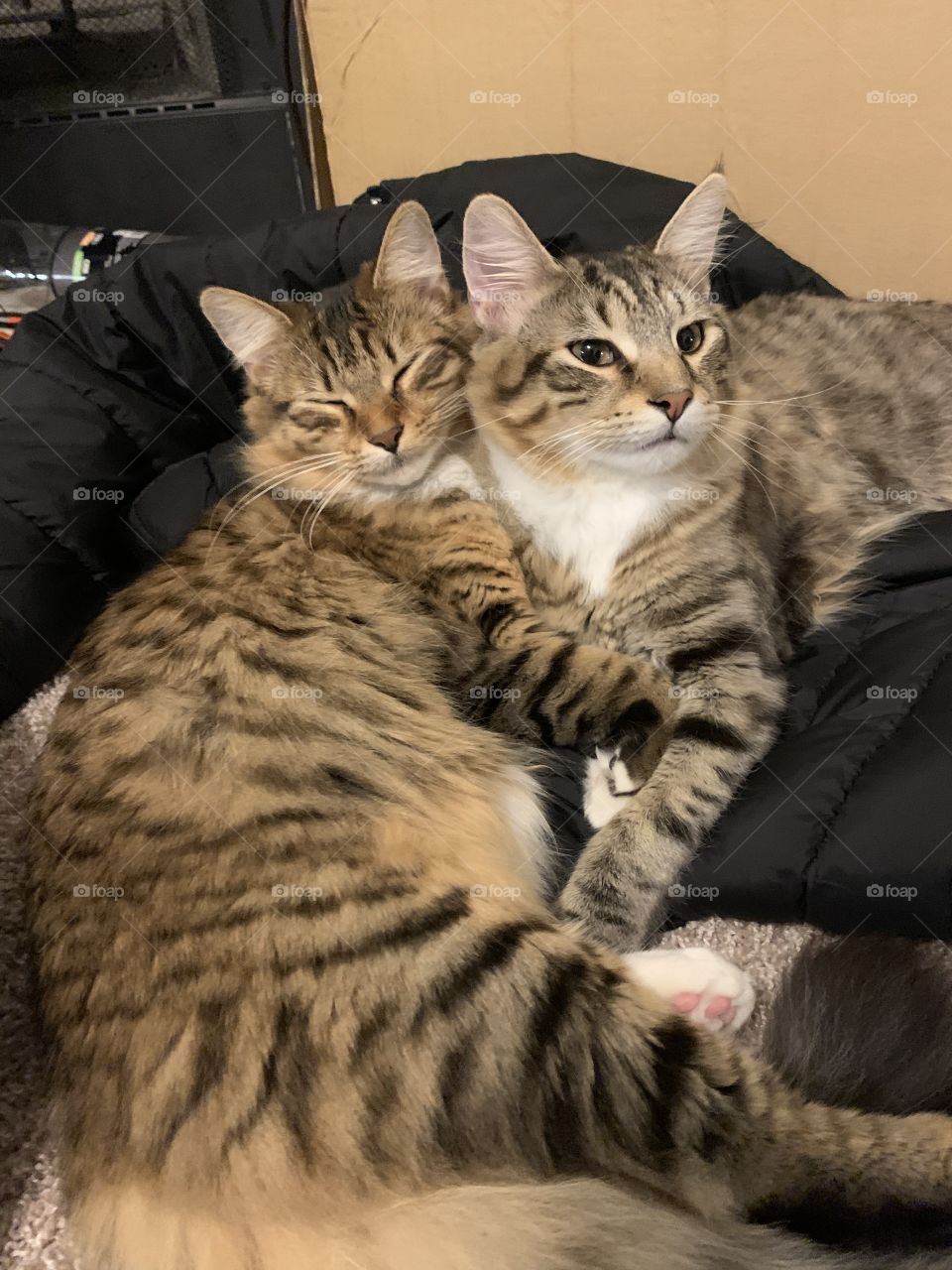 Two cuddly kittens
