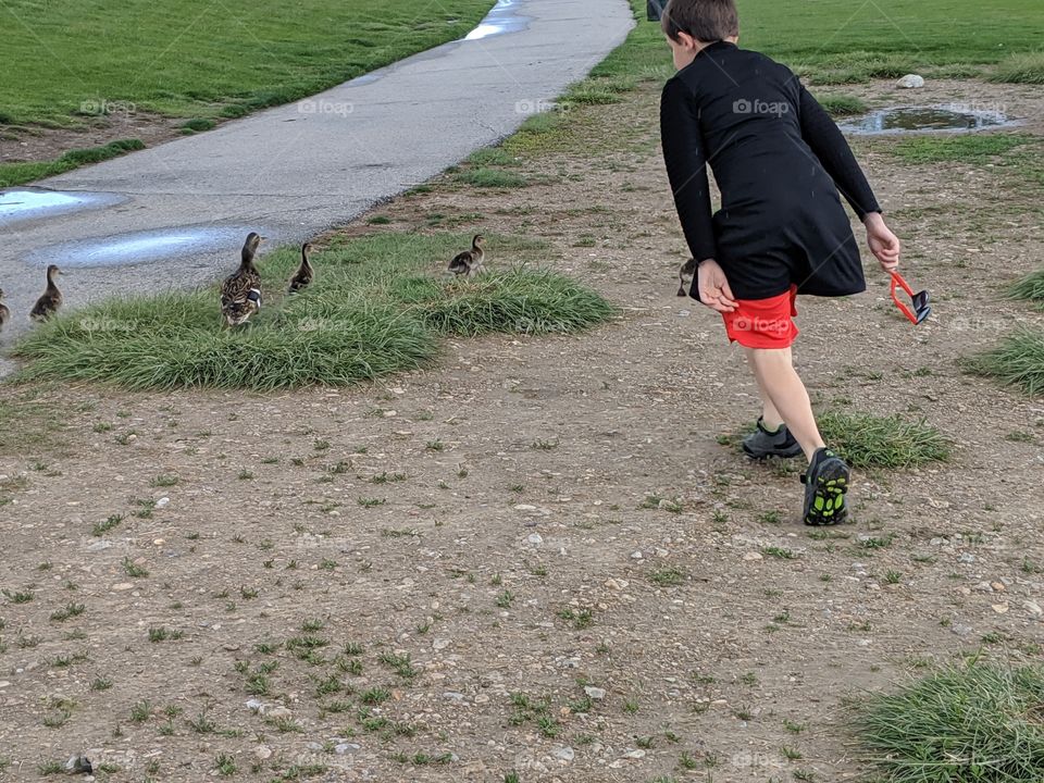 A Lake in Utah with Mommy and Baby Ducklings and a child chasing them.©️ Copyright CM Photography