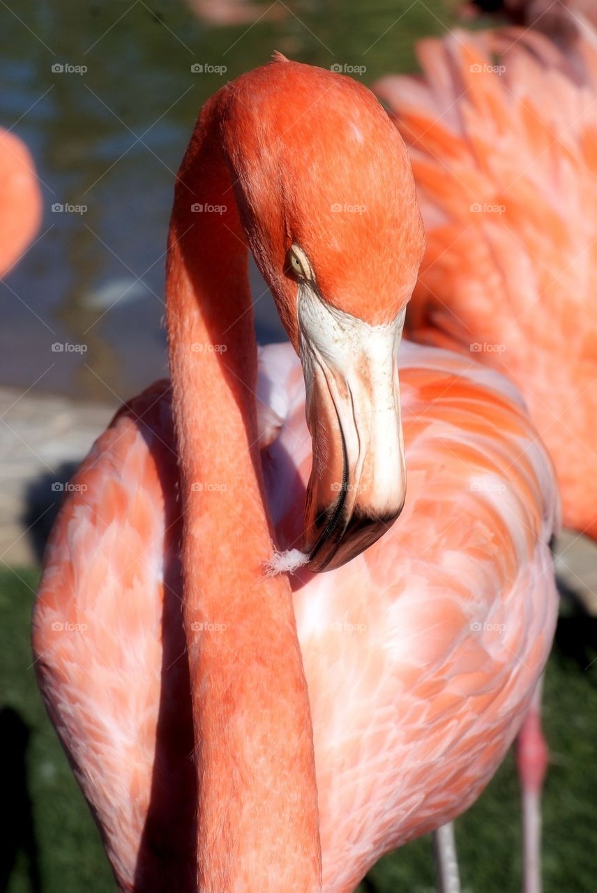 Flamingo