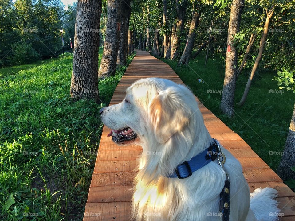 It's fun to walk on a wooden path. We love those walks with my dog. 