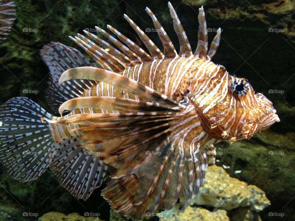 Lion fish. Lion fish in aquarium