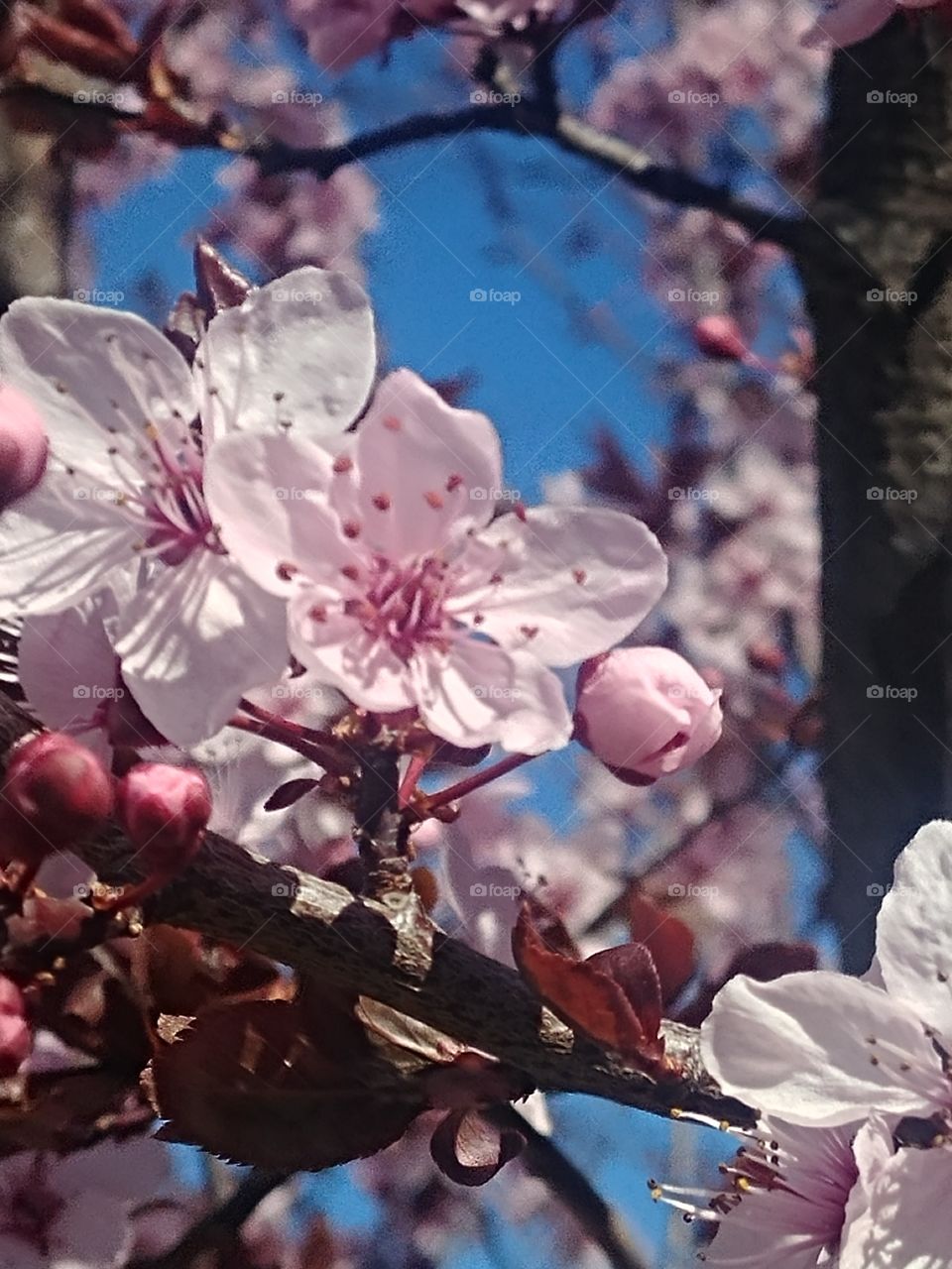 Cherry



welcome spring my cherry blossom tree is blooming