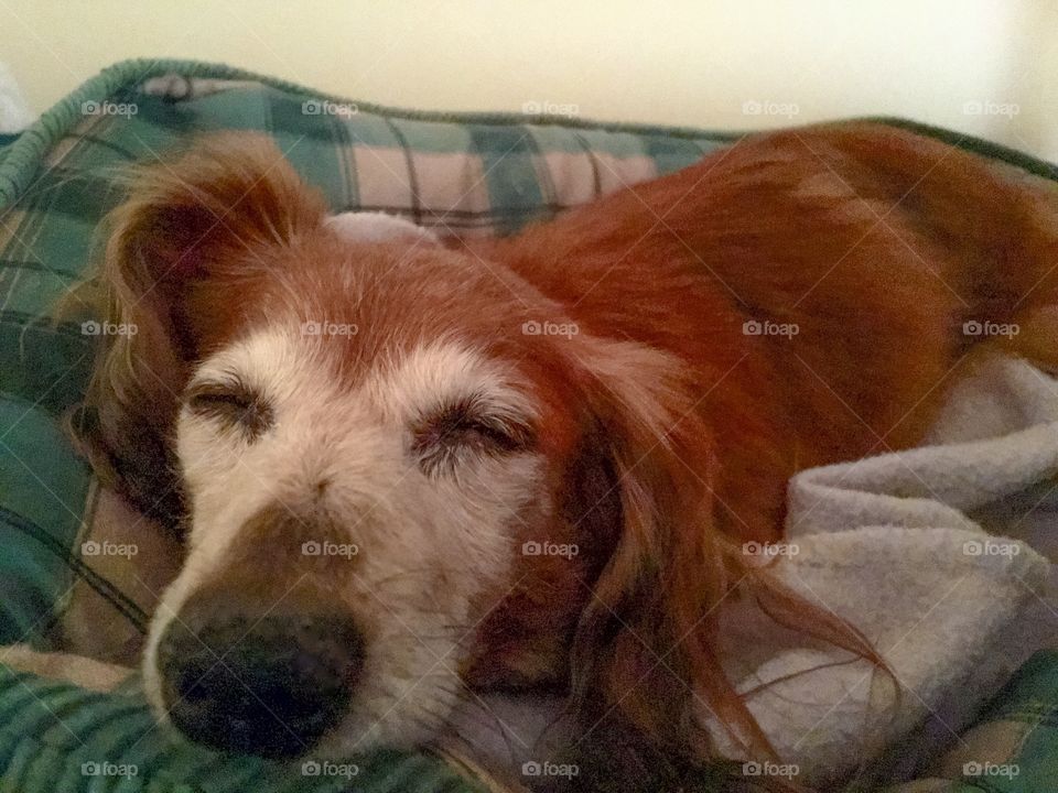 13 yr old miniature long hair dachshund sleeps