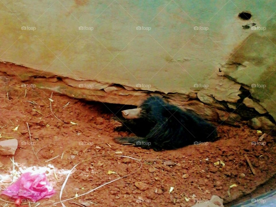 A looking baby bear