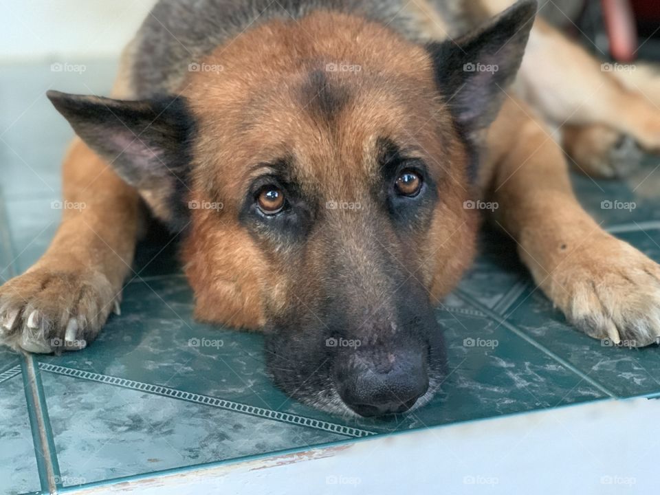 Big German Shepherd dog name Arno who got such deep in emotional eyes