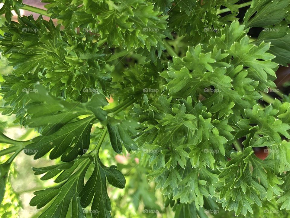 Fresh parsley