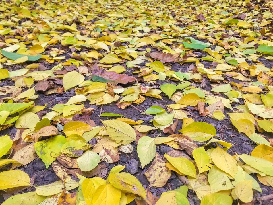 autumn yellow leaves