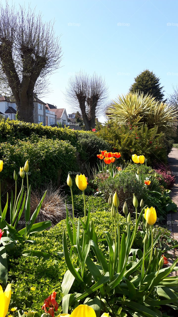 spring flowers