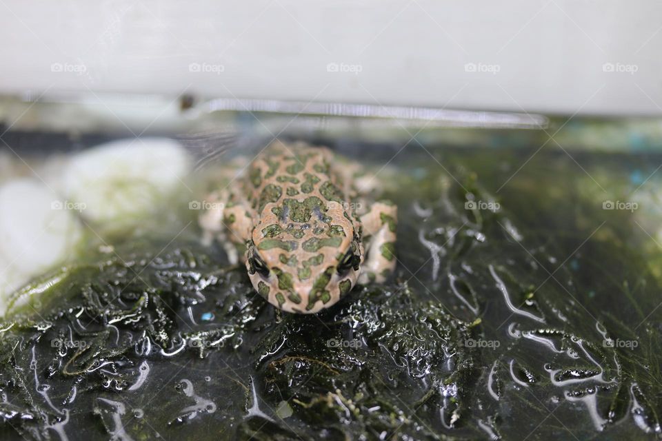 A green toad at the aquarium