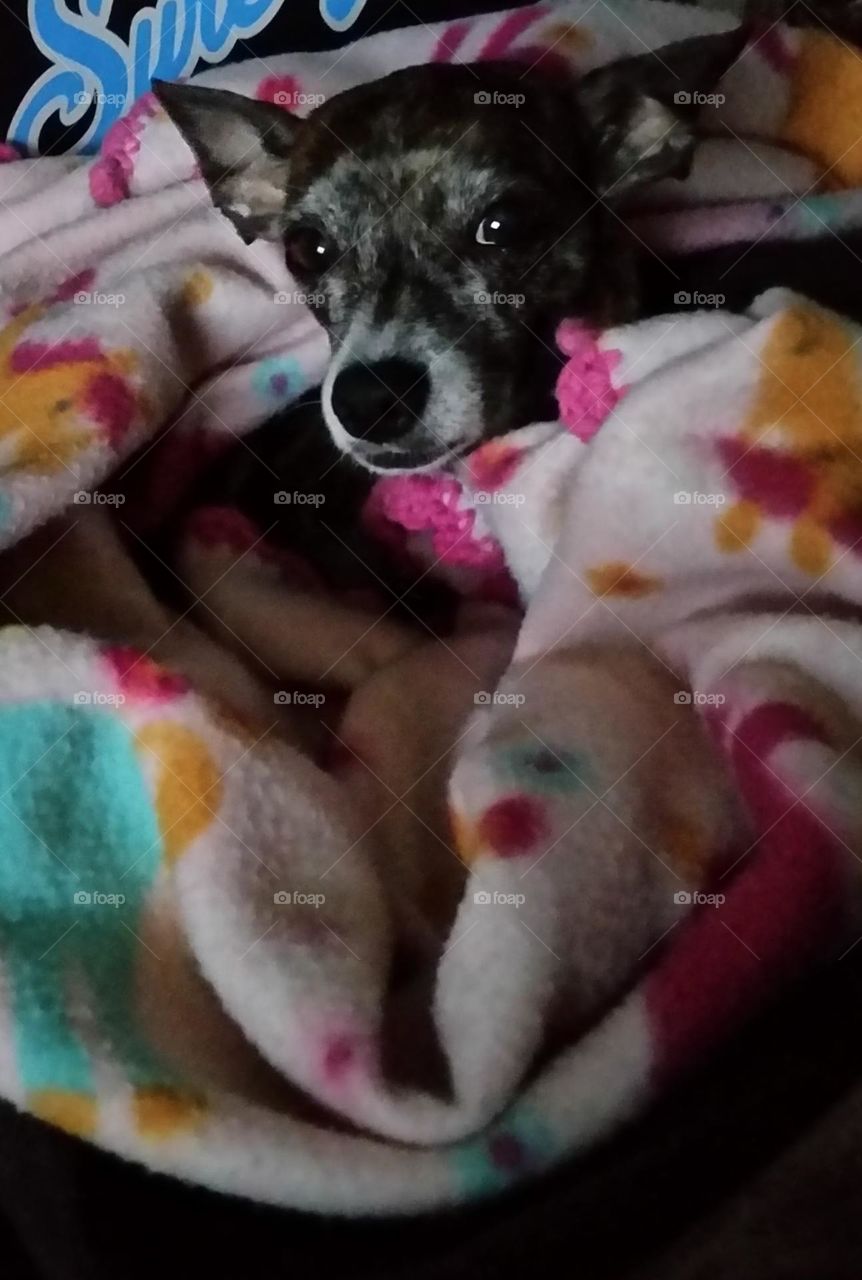 My sweet little angel, Misty, aka Bug.
She's waiting for me on the Rainbow Bridge. RIP Sweet little girl!❤️