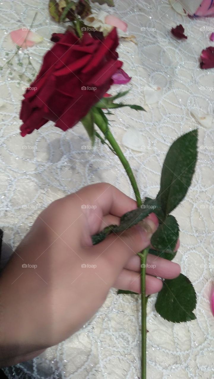 Hand holding a red rose.