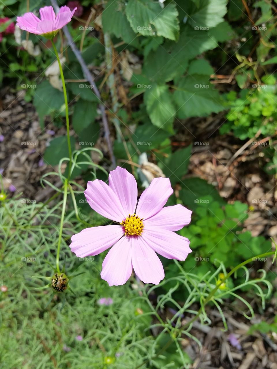 High angle view of pink flower