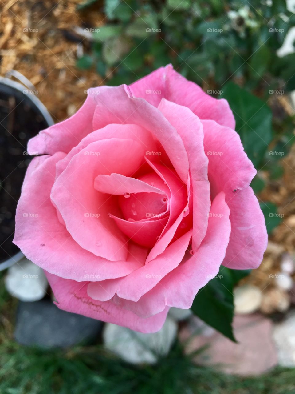 Pink rose in full bloom