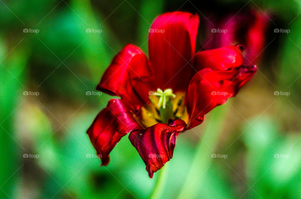 tulips are red