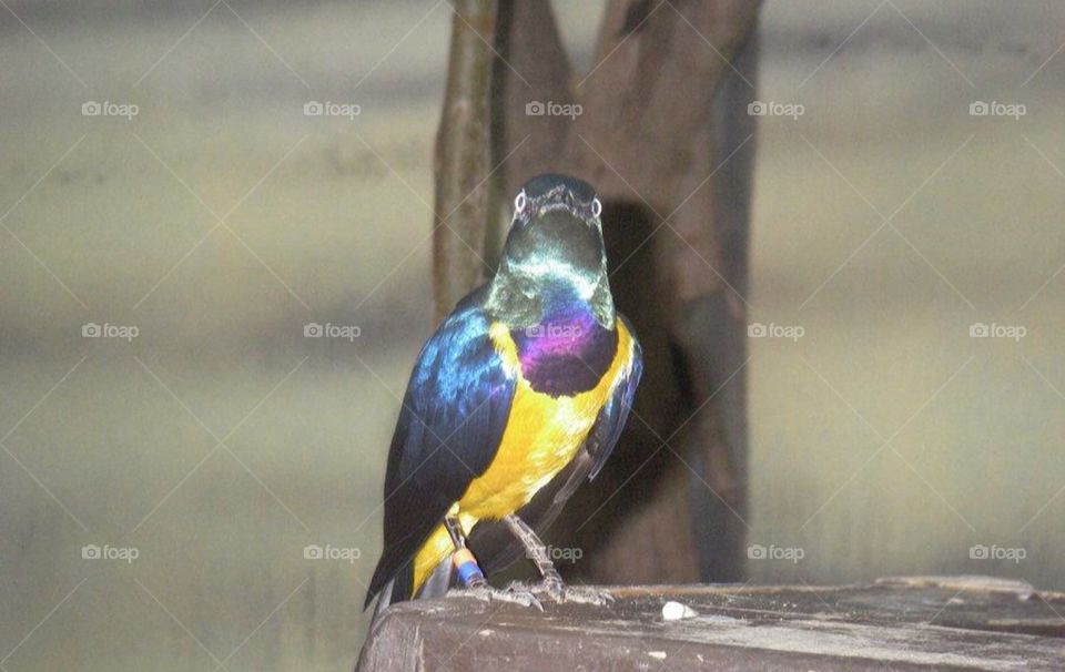 Golden breasted starling 