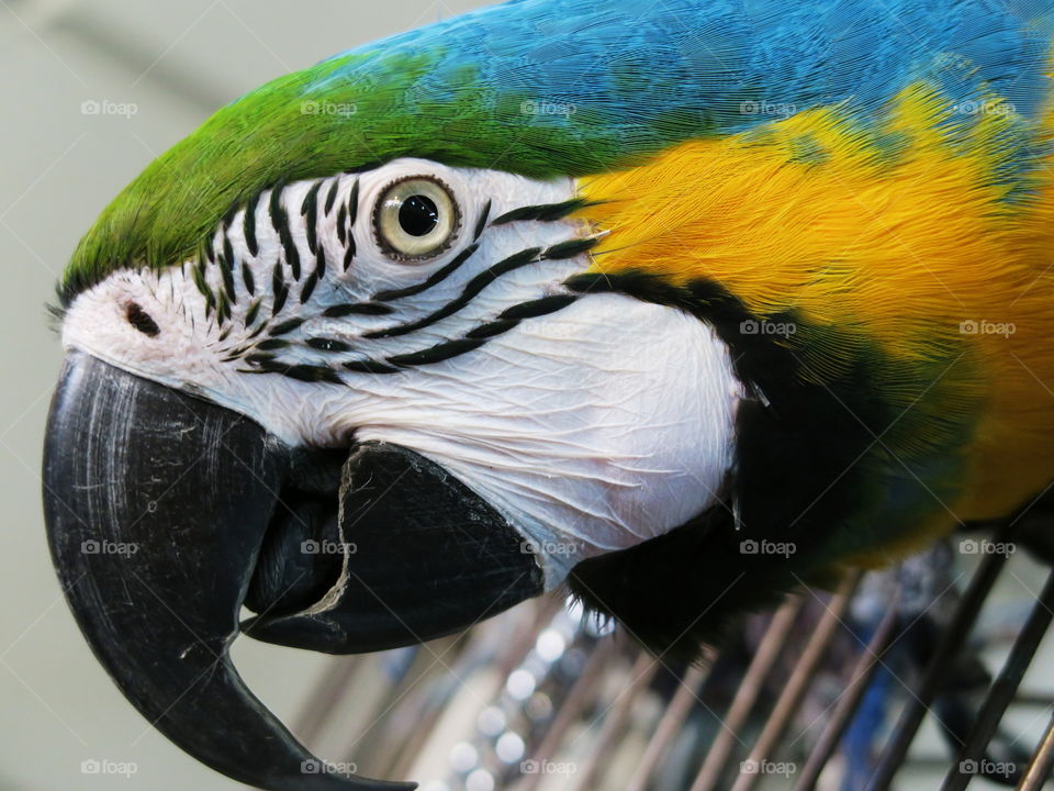 Beautiful parrot