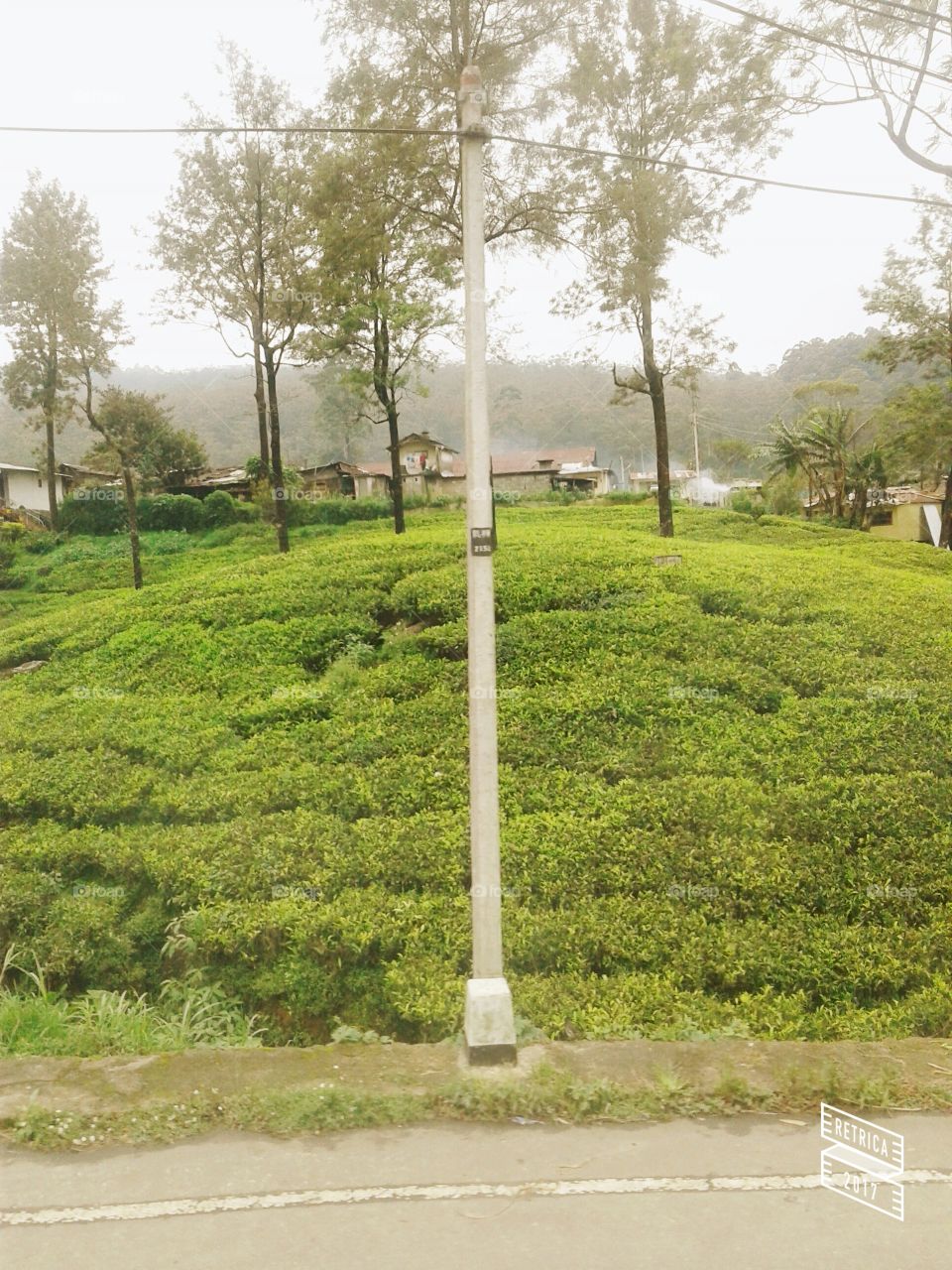 Tea Cultivation ($ri lanka)