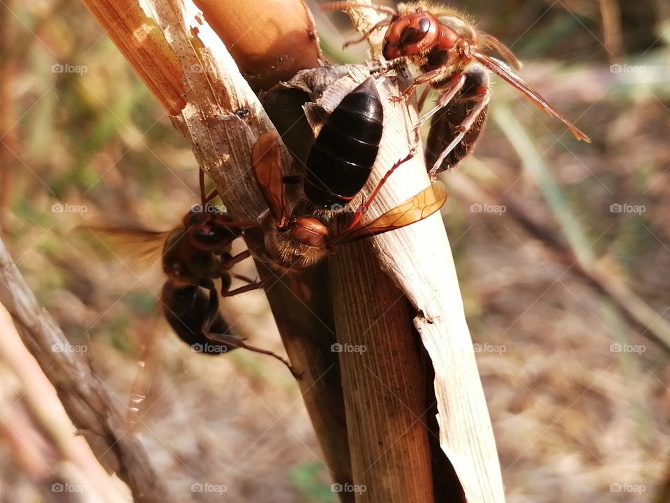 wasp, ( German yellowjacket) is a species of wasp found in much of the Northern Hemisphere, native to Europe, Northern Africa, and temperate Asia.