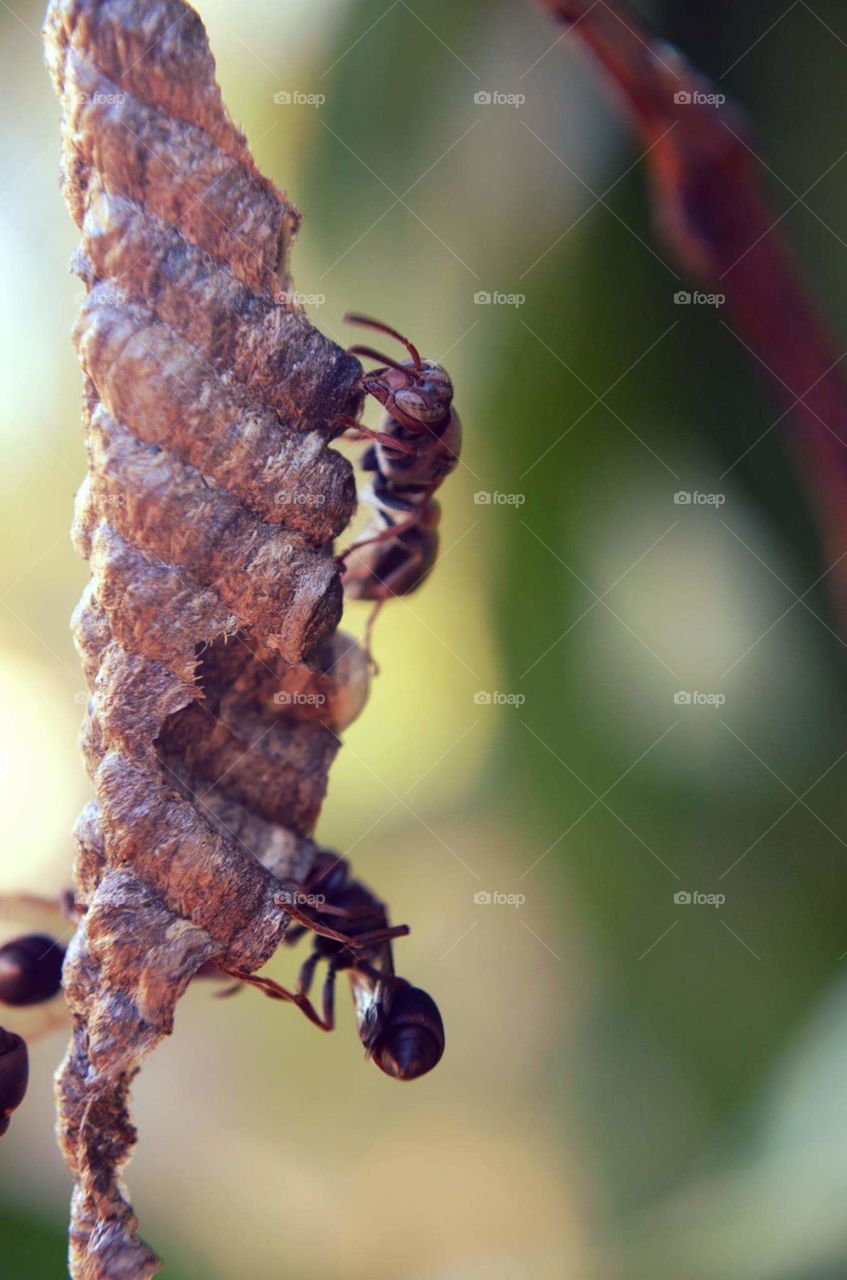 Macro photograph of wasps