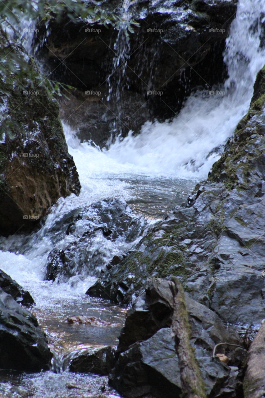 Armstrong Redwoods National Forest 