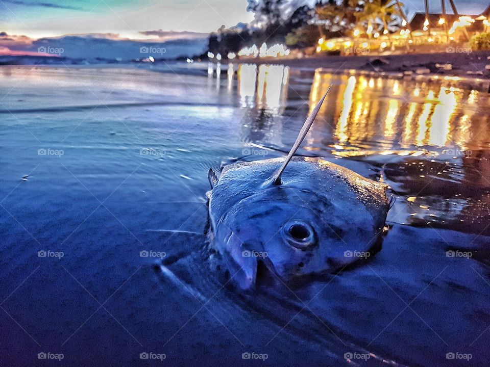 dead fish on the beach