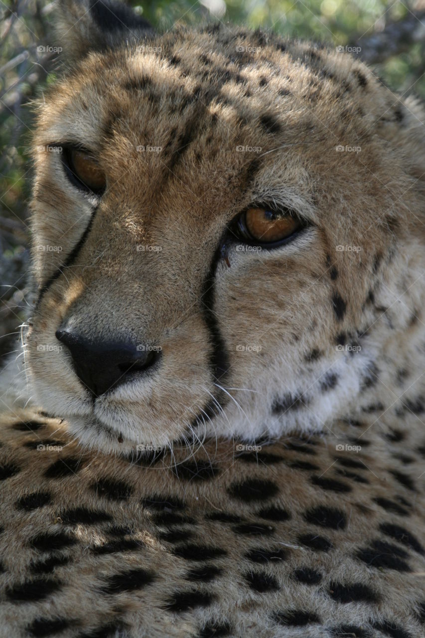 Cheetah - Large cat