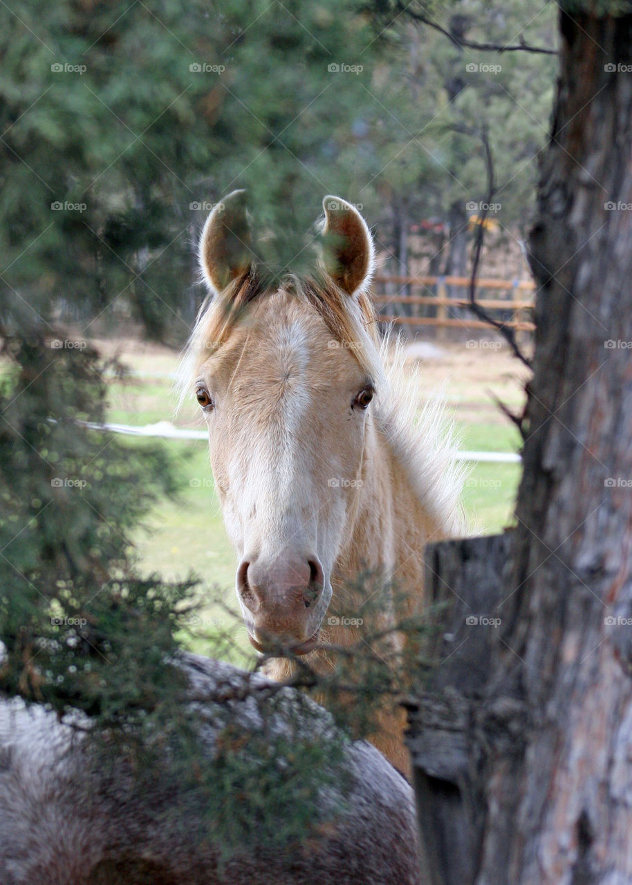 Close-up of a horse