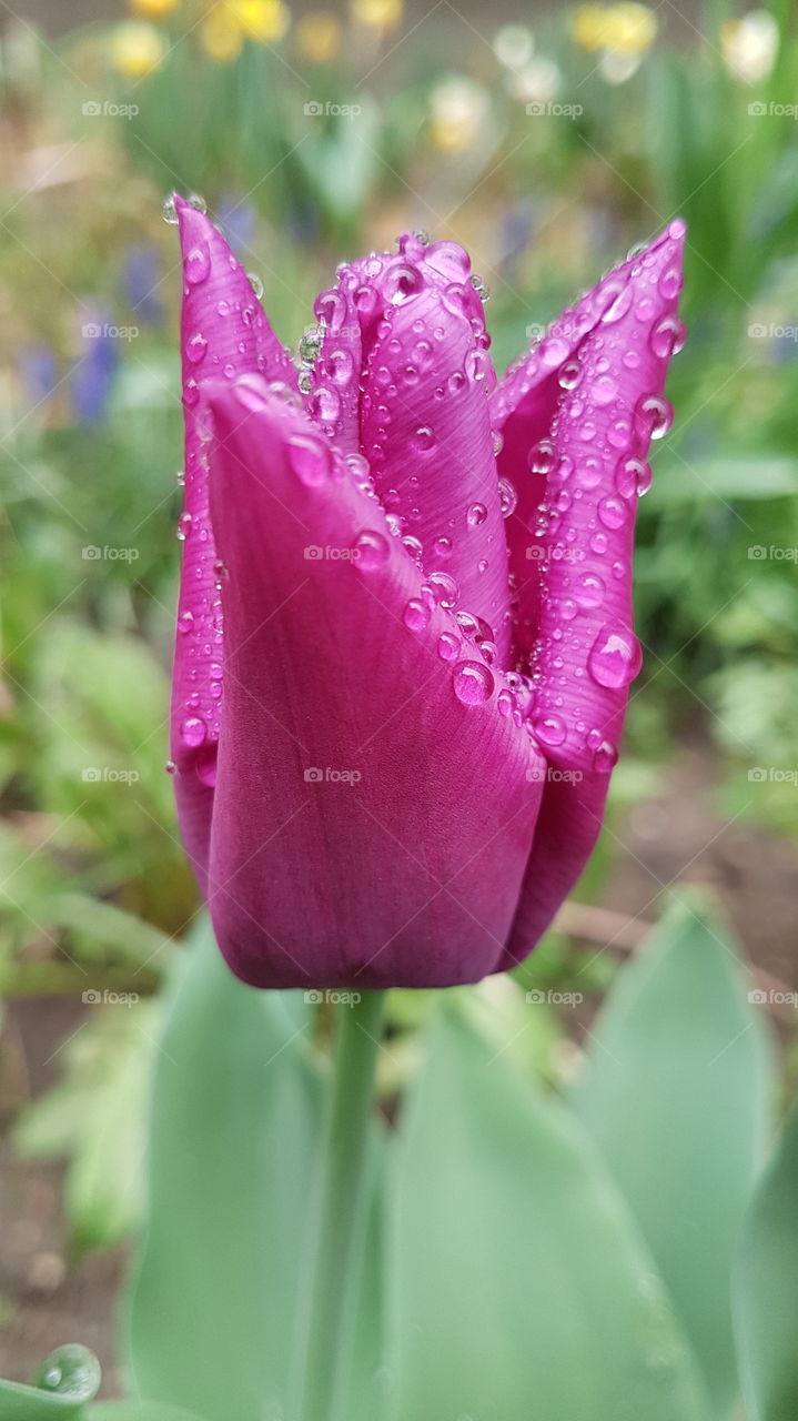 violet tulip after the rain