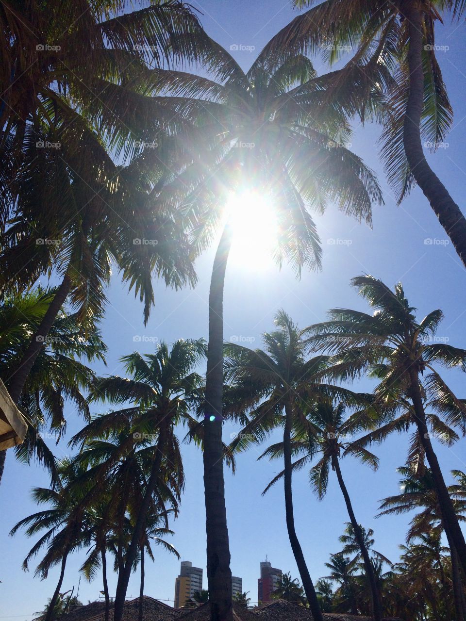 Céu, sol e coqueiros 