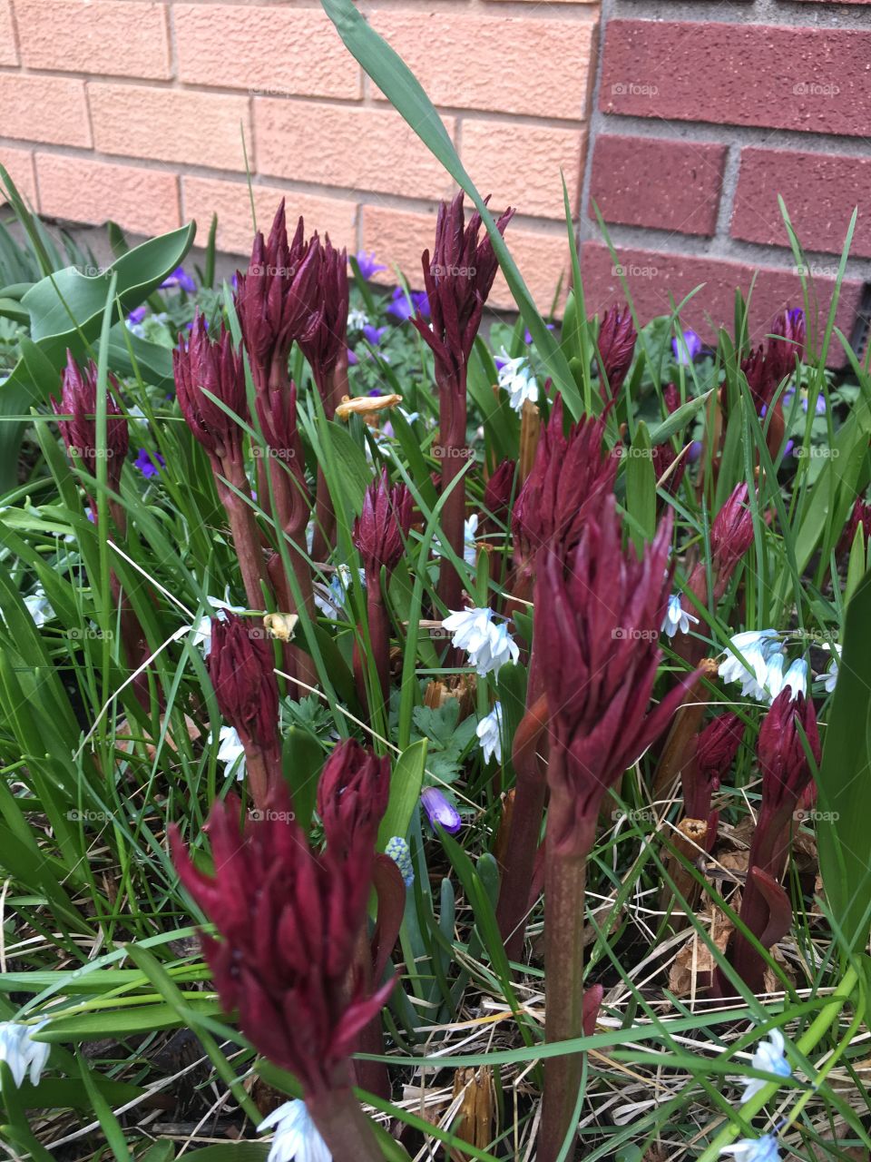 Plants and flowers in spring 