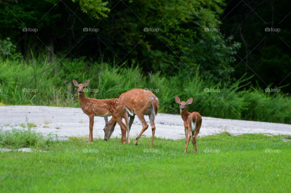 Doe and two fawns