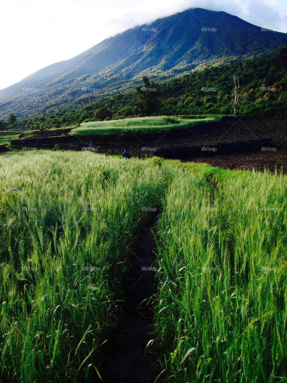 The Virunga mountains
