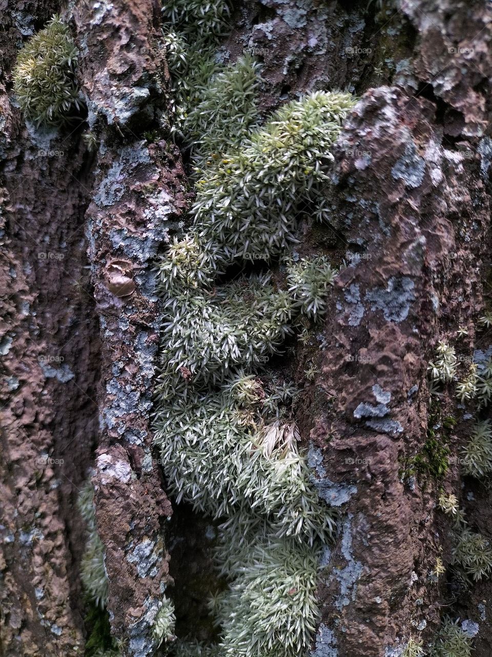 moss growing on pine tree trunks