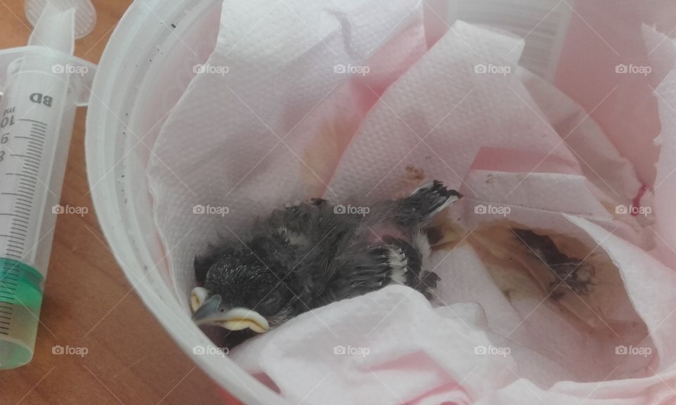 Baby bird