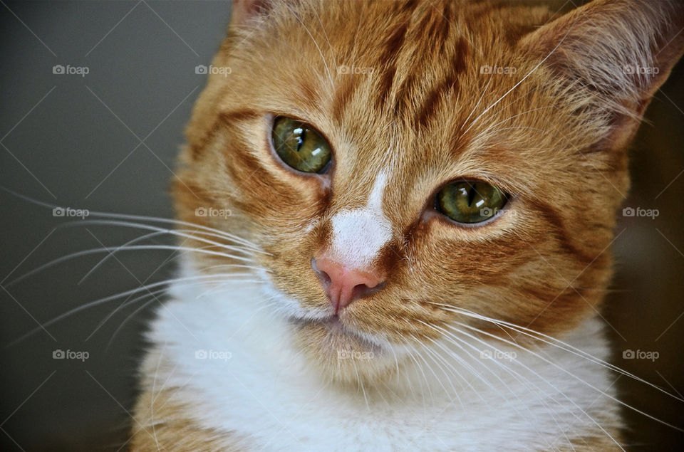 cat cute portrait close-up by danielliphotography