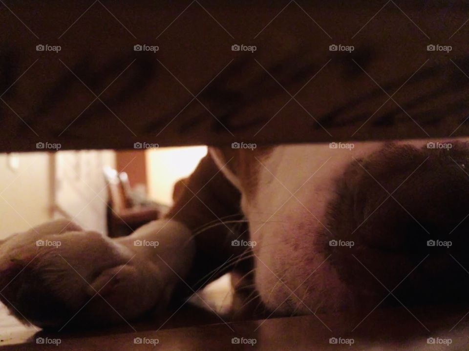 Rescue red nose pitbull looking under the door