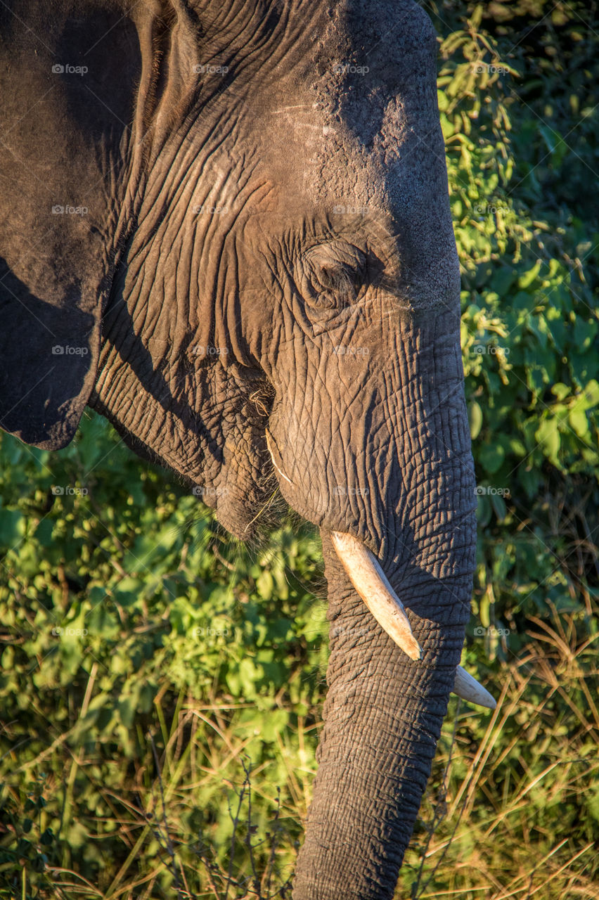 Elephants 